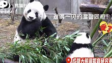 【熊猫】画面太温馨！