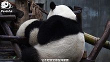 【熊猫百问 你来问】之熊猫妈妈带娃秘籍~