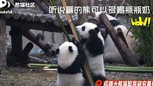 【熊猫】从小开始练拳脚！