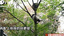 【熊猫】再来两只就能串熊猫团子串了