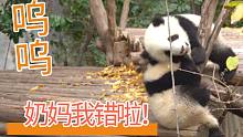 【熊猫】做坏事被抓包啦！