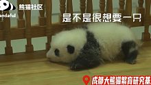 【熊猫崽崽】不是玩具，是真熊猫哦~