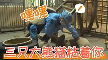【熊猫】嘿嘿，逮住一只落单的饲养员