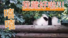 【熊猫】我藏好啦，怎么还不来找我~