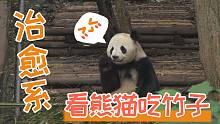 【熊猫成对】治愈系吃竹子