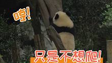 【成浪】上树失败生闷气的样子也太可爱啦