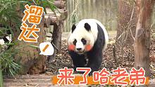 【熊猫】下班啦，我溜达~