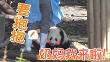 【熊猫】奶妈在哪，团子就在哪！