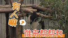 【熊猫崽崽】这..这是引体向上？