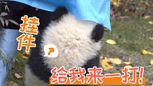小小年纪吸什么熊猫啊，你看看，又被可爱死了吧！