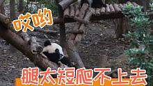 【熊猫崽崽】看这努力的身影，心都化啦