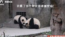 【熊猫宝宝】可爱预警！