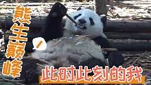 【熊猫】hello，今天也是吃竹子专场