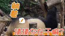 【熊猫】大熊猫的周末日常