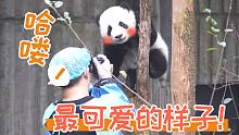 【熊猫】萌熊出没！猛男必看！