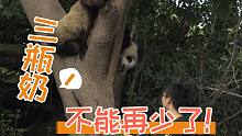 【熊猫成风】三瓶奶！不能再少了！