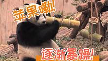 【熊猫萌萌】谁看到我苹果啦？