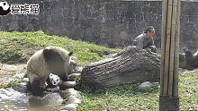 当饲养员比熊猫还调皮的时候