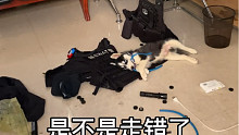 哈士奇拆家拆到特警队，警察蜀黍回来怀疑人生