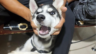 為什么要讓特警小哥哥周末訓(xùn)二哈