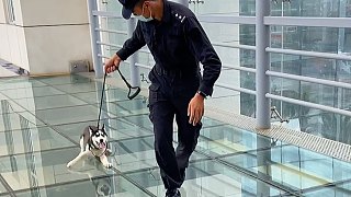 特警蜀黍帶二哈過玻璃棧道，然而二哈只想幫保潔阿姨拖地，巡邏犬變保潔犬