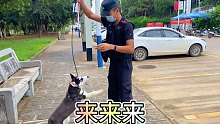 特警蜀黍给你证明，二哈并不傻，只是不想听你的（二哈永不为奴，除非有火腿肠）