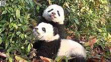 熊猫春日户外踏青