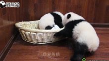 熊猫宝宝无意之间学会了太空步
