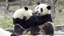 熊猫每天都在做什么？不是我咬你，就是你咬我！
