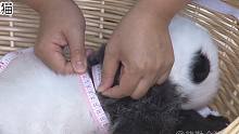 给熊猫宝宝测三围