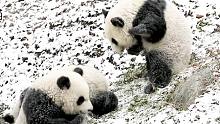下雪天跟熊猫简直是绝配！