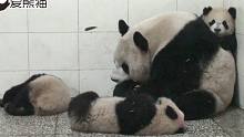 熊猫妈妈同时照顾三个熊孩子