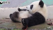 熊猫真的是走哪躺哪！