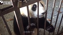 两只熊猫宝宝住双人间，引来隔壁宿舍实名羡慕