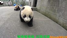 原来熊猫宝宝也是不好骗的啊