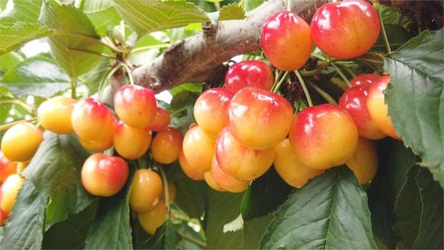 甜到心底的日本大樱桃品种——红手球