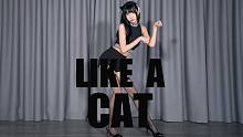 【Spade黑桃】♠猫步轻俏♠美短可乐成精啦