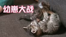 【老杨与猫】幼 崽 大 战