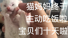 【老杨与猫】猫崽崽十天啦，妈妈终于吃饭了！！！！！！
