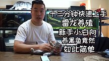 【老杨养鱼】13分钟快速上手雷龙鱼养殖（上），新手向