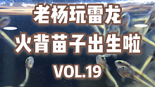 【雷龙鱼】火背雷龙出苗7日记录，内含福利