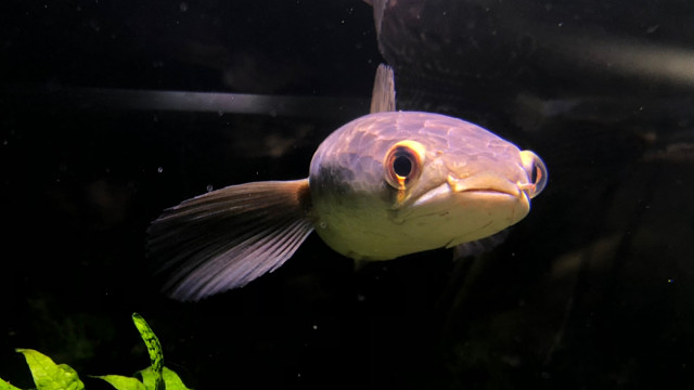 【雷龍魚】黑魔神從小到大,餵食逗魚專輯