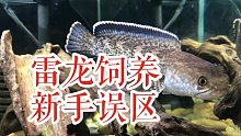 【雷龙鱼】饲养新手区小结，有事没事点一点