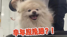 开了宠物店，自己的狗已经半年没洗了！