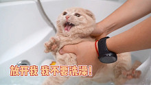 给一休洗澡，遇水就炸毛。