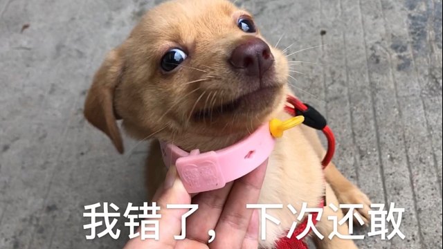 小奶狗的表情包挑战