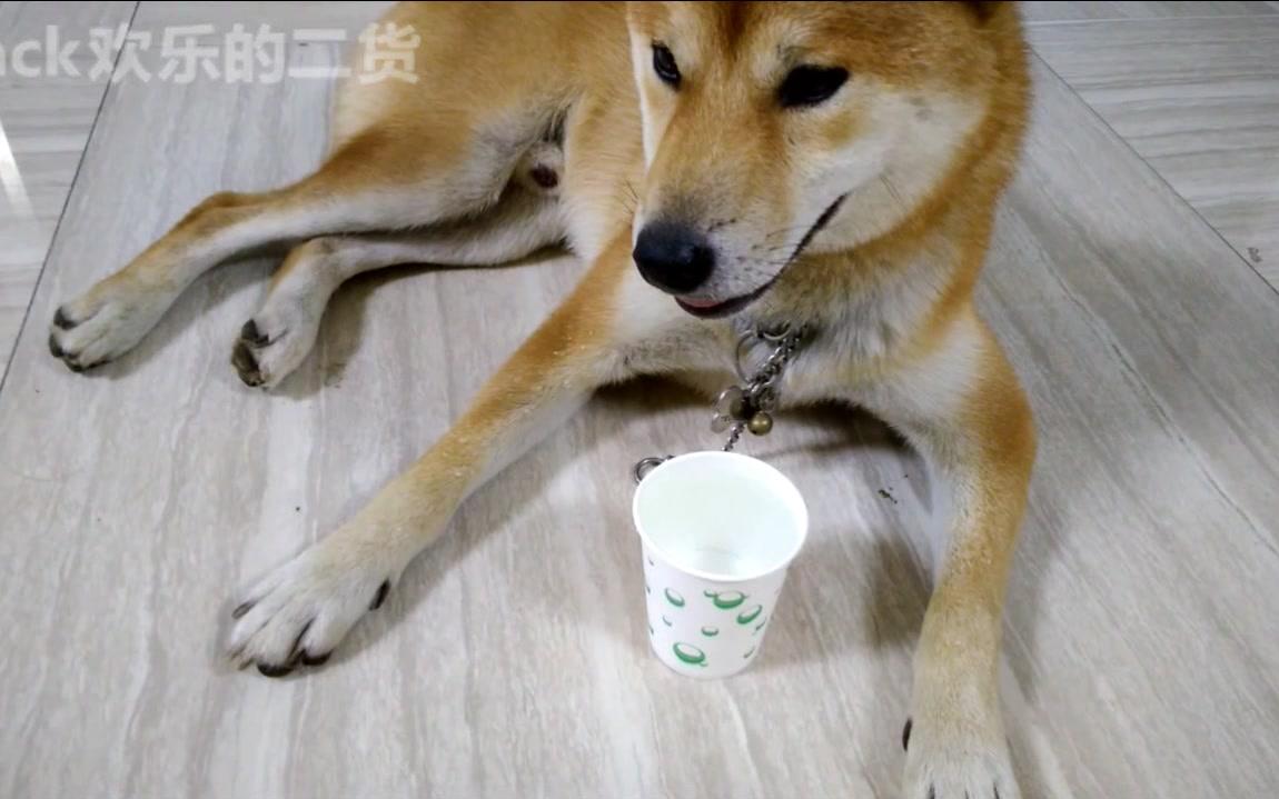 柴犬喝水微笑图片