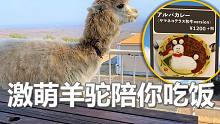 和羊驼共进午餐是一种什么体验？【那须动物王国】
