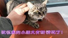 被领养的铁丝圈流浪小猫又出新状况了！