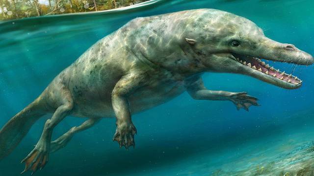 《史前巨兽》"陆地上行走的鲸鱼"!走鲸的故事!